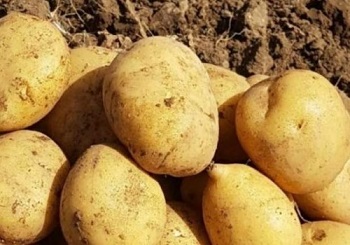 تصویر 2 از خرید سیب زمینی سانتا جیرفت + قیمت فروش استثنایی